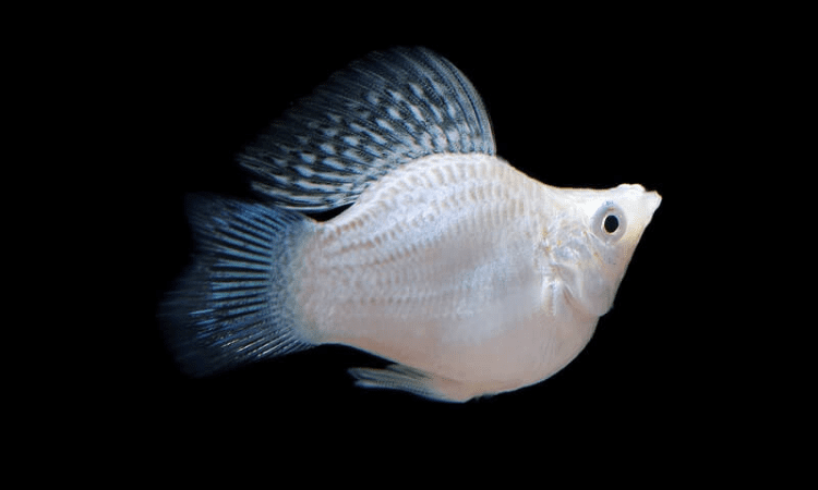 Molly Fish Care Types Food Lifespan More