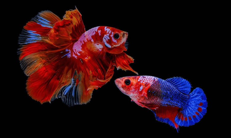 Can Male and Female Betta Fish Live Together?