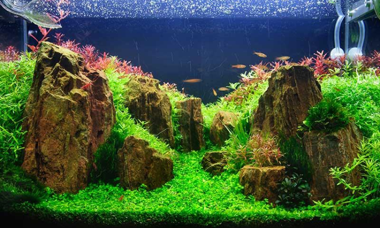 Best Freshwater Aquarium Plants
