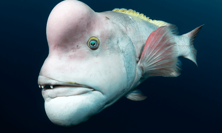 Ugly Teeth Beautiful Fish