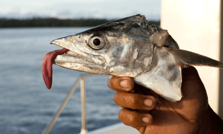 Do Fish Really Have A Long Tongue?