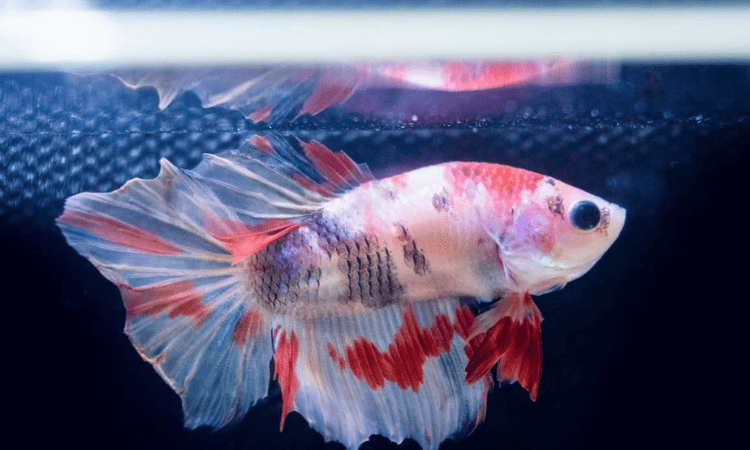 Why Is My Betta Fish Turning White Losing Color?