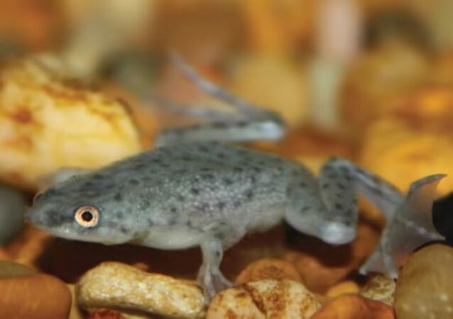 African Dwarf Frogs