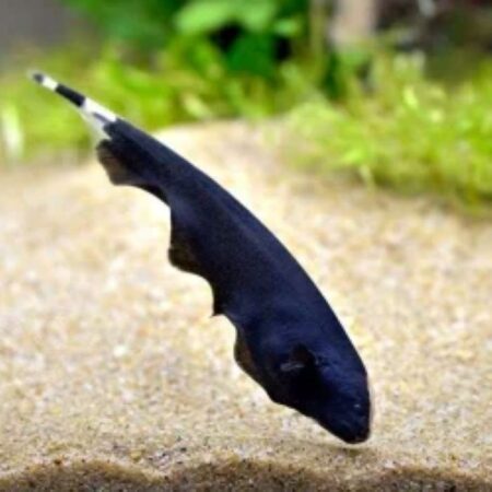 Black Ghost Knife Fish 