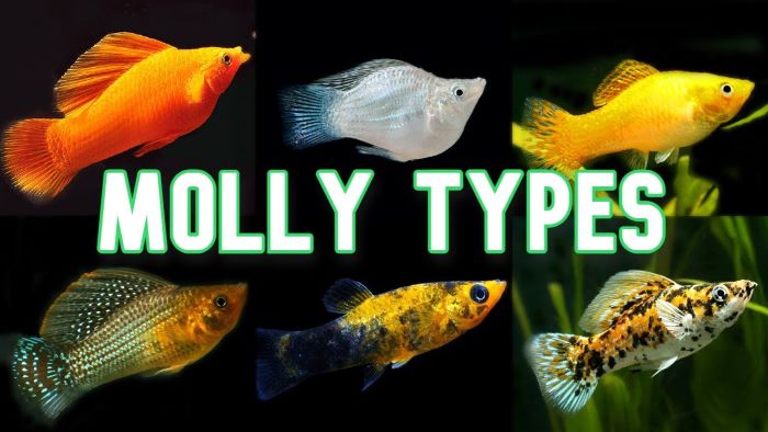 Introducing the Many Molly Fish Varieties