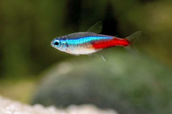 Tank Size for Neon Tetras