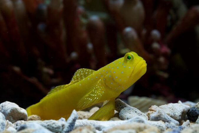 What are the signs of a healthy Yellow Watchman Goby?