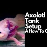 Baby Axolotl Care and Tank Setup Guide