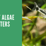 What are the best algae-eating fish for an aquarium?