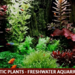 Best Freshwater Aquarium Plants