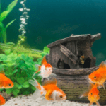 Goldfish Tanks
