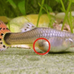 Do pregnant guppies require special feeding?