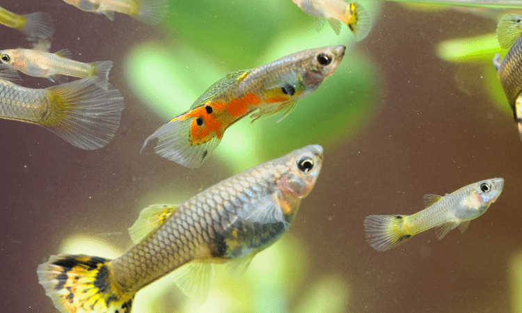 How can I tell if my guppy is pregnant?