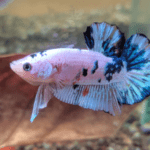 Why Is My Betta Fish Turning White Losing Color?