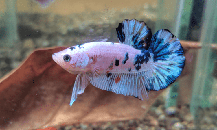 Why Is My Betta Fish Turning White Losing Color?