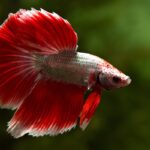 Betta Fish Health Tips For 2024-Common Issues and Solutions