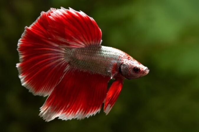 Betta Fish Health Tips For 2024-Common Issues and Solutions