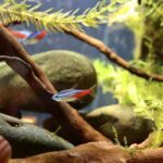 Neon Tetra Care Guide For 2024-Tank Setup and Maintenance