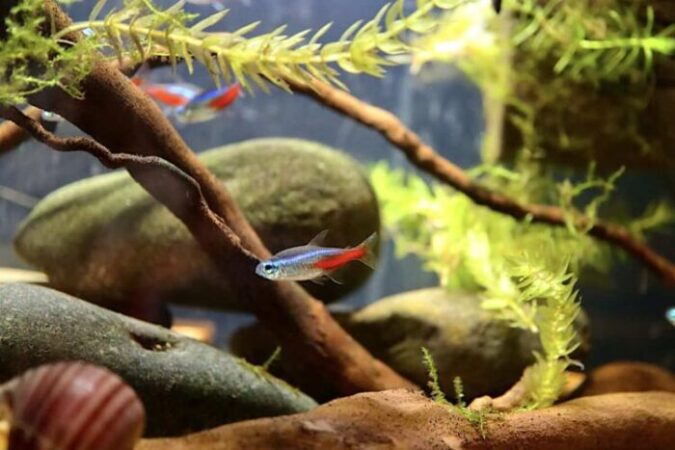 Neon Tetra Care Guide For 2024-Tank Setup and Maintenance