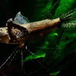 Top 10 Unusual Freshwater Aquarium Pets In 2024